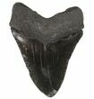 Fossil Megalodon Tooth - Georgia #64548-1